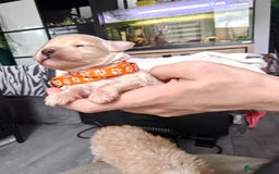 Maltipoo dogs for sale: F1B Toy Maltipoo  - Image 7