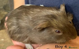 Guinea Pig rodents for sale: Baby guinea pigs for sale  in Winsford - Image 4