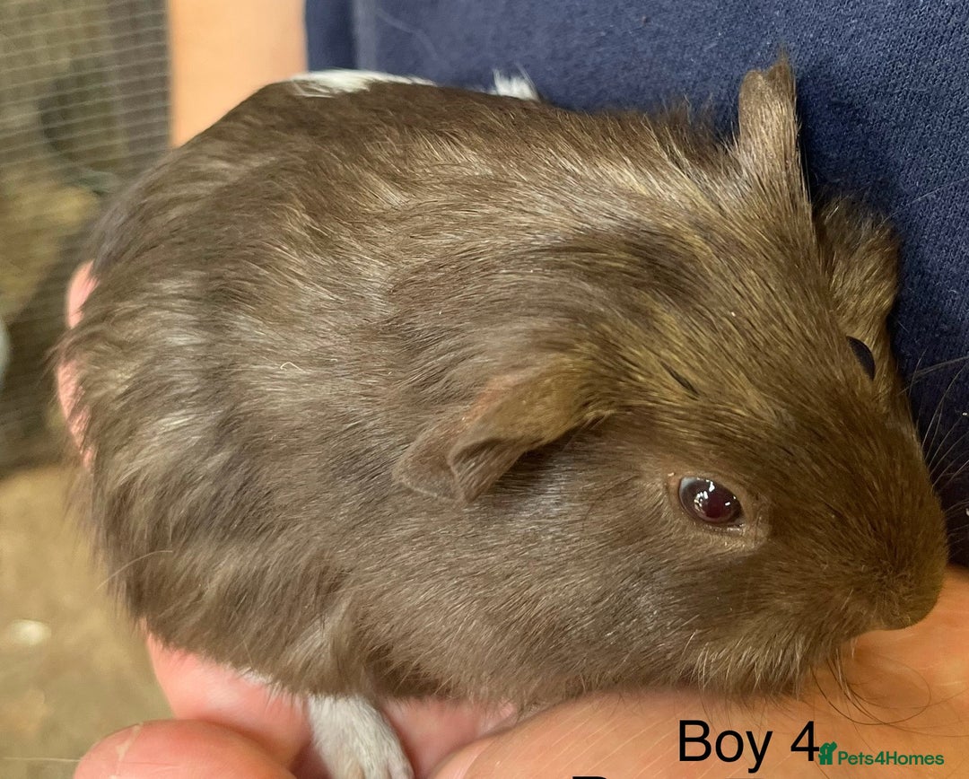 Guinea Pig rodents for sale: Baby guinea pigs for sale  in Winsford - Image 4