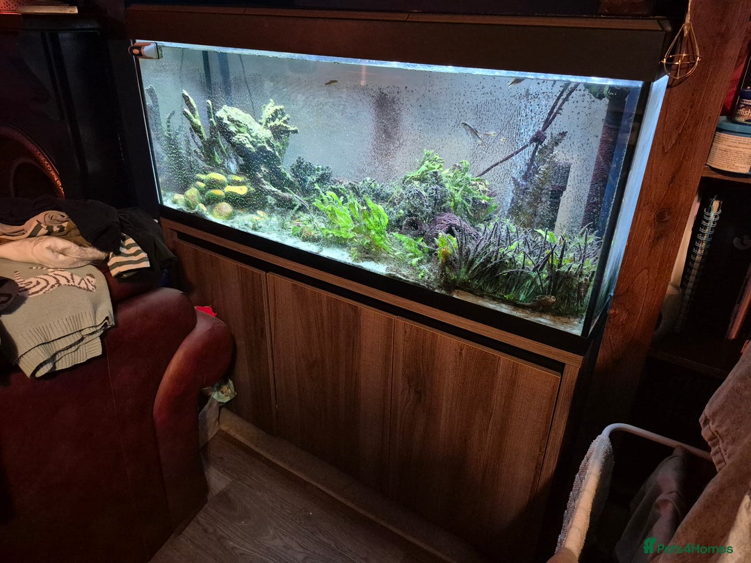 Tetras fish for sale: Fishtank Full Set Up - Image 1