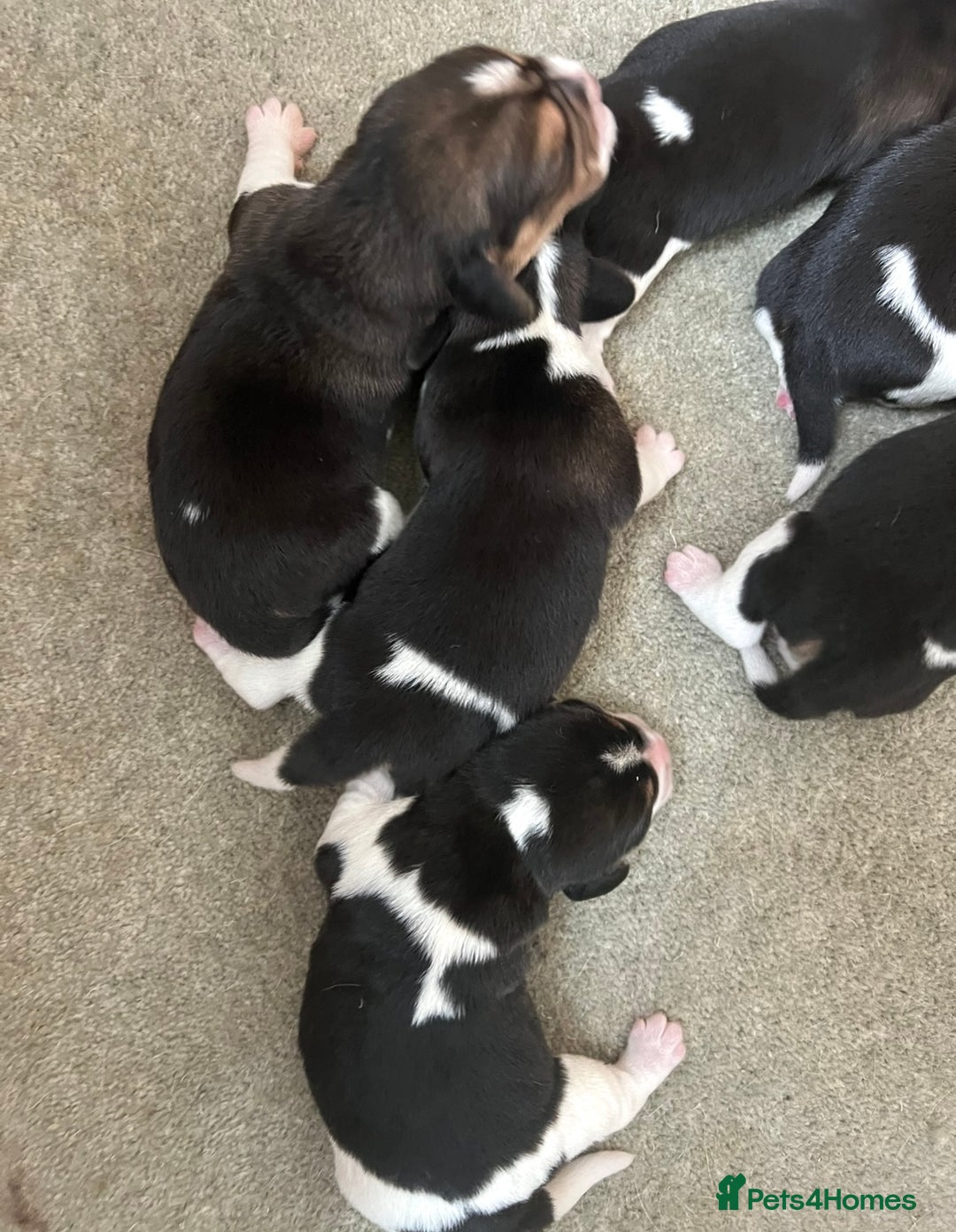 Beagle dogs for sale: KC reg,,, Charterwood//dyalyn  beagles - Image 13