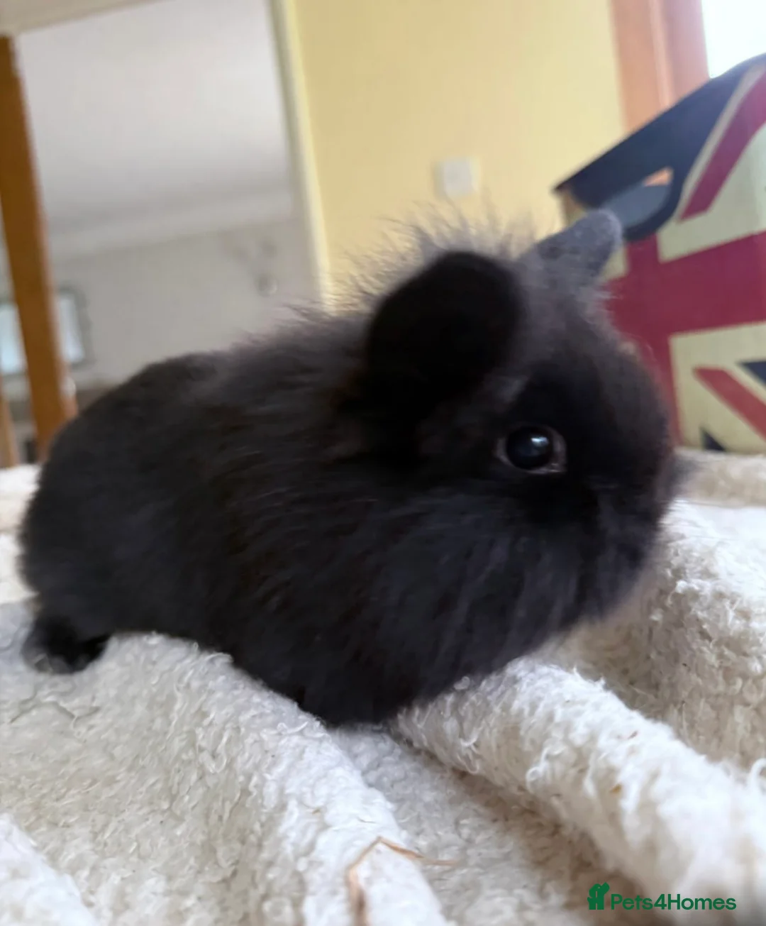 Netherland Dwarf rabbits for sale: Beautiful Netherland Dwarf & Mini lop bunnies  - Advert 15