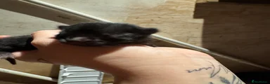 Mixed Breed 4