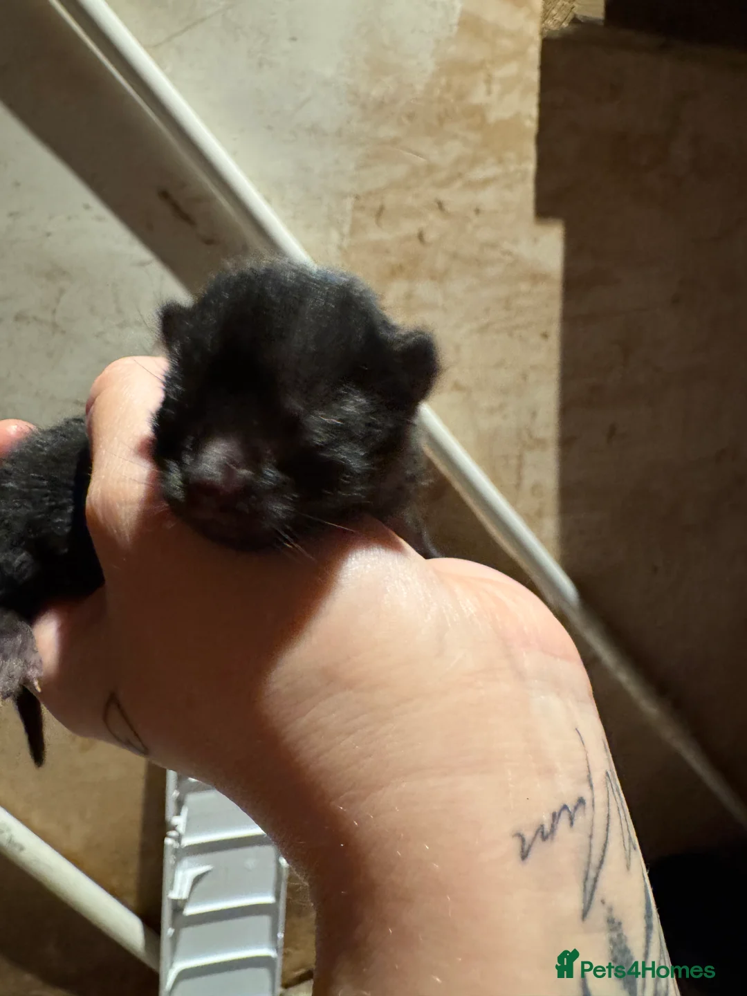 Mixed Breed cats for sale: Kittens  - Advert 2