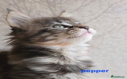 Maine Coon cats for sale: Maine Coon Kittens Tortie/Torbie Russian lines - Image 28