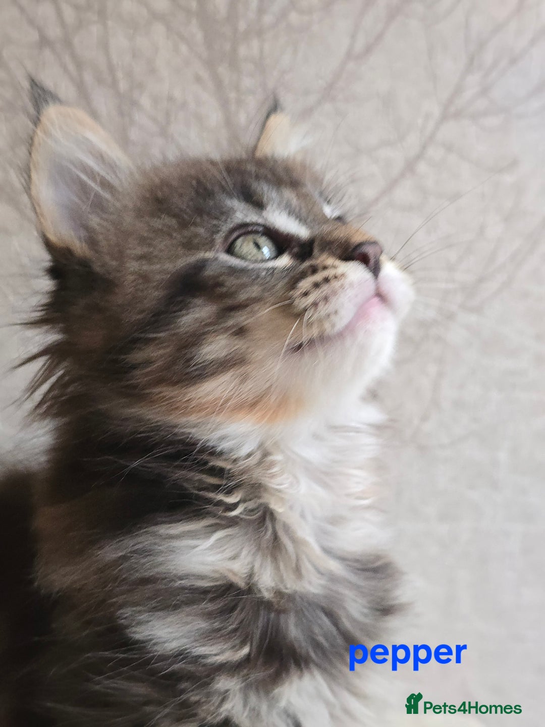 Maine Coon cats for sale: Maine Coon Kittens Tortie/Torbie Russian lines - Image 28