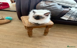 Ragdoll cats for sale: Ragdoll seal point girl GCCF reg - Image 6