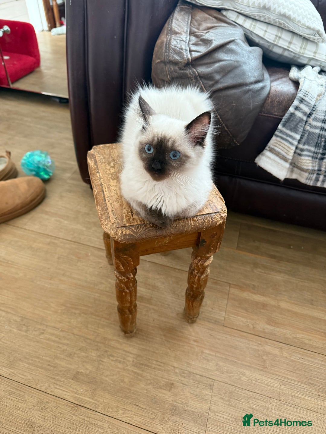 Ragdoll cats for sale: Ragdoll seal point girl GCCF reg - Image 6