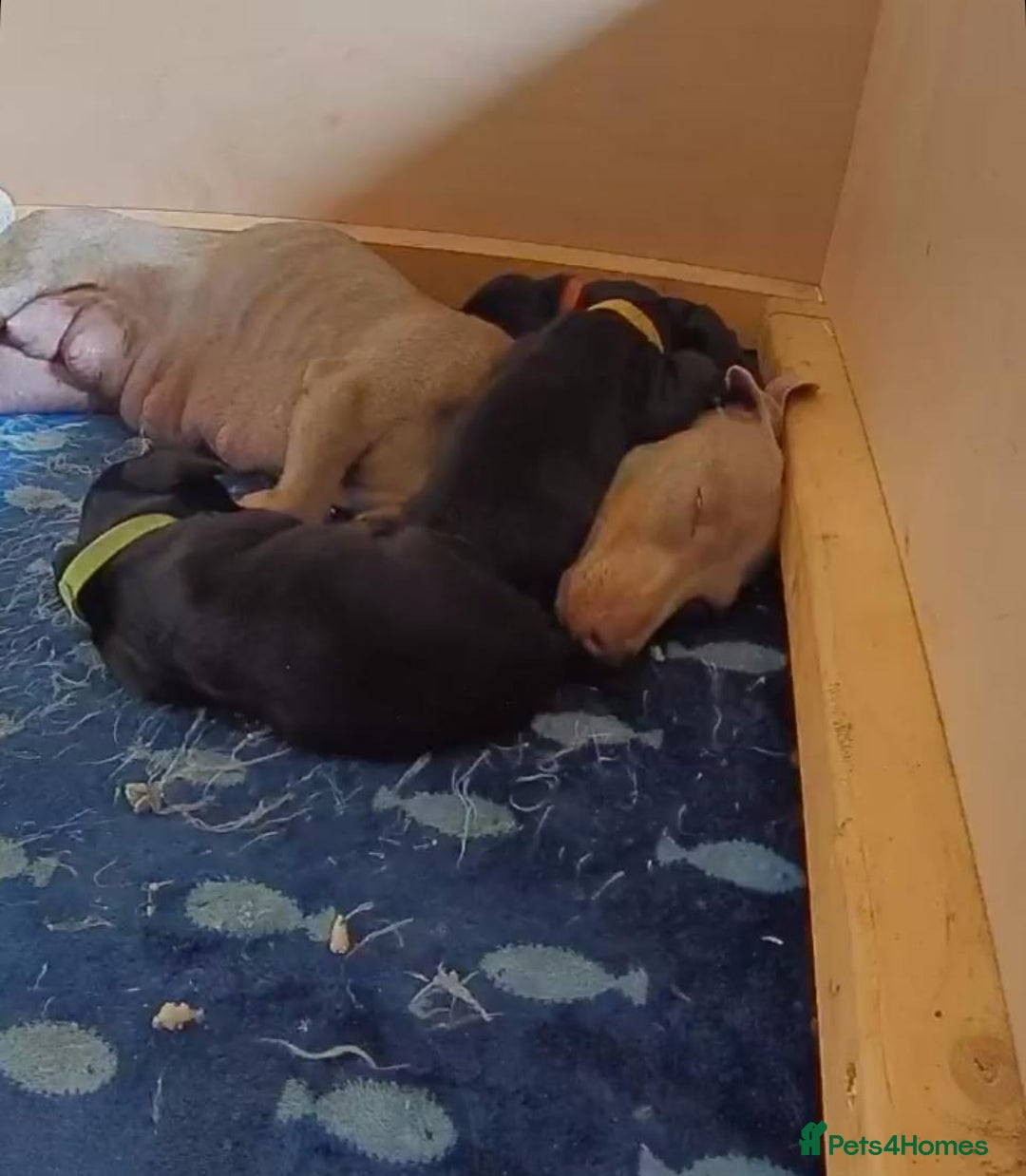 Mixed Breed dogs for sale: Dachshund and cocker spaniel puppies  - Image 8