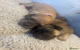 Miniature Dachshund dogs for sale: Reservation list now open! - Image 9