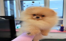 Pomeranian dogs for sale: Pomeranian  - Image 3