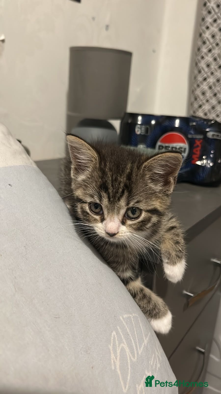 Mixed Breed cats Beautiful girl tabby kitten  - Advert 5