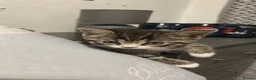 Mixed Breed cats for sale: Beautiful girl tabby kitten  - Advert 1