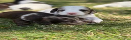 Sproodle dogs for sale: F1 Sproodles FULLY DNA 5⭐️ Licensed Breeder - Advert 4