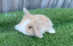 Mini Lion Lop rabbits for sale: Adorable Mini Lion Lops available for Loving Homes - Image 7