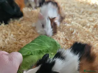 Guinea Pig rodents Abyssinian Guinea Pigs - Advert 20