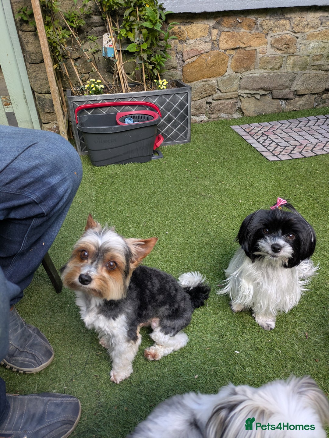 Biewer Terrier dogs for sale: Adorable Purebred Biewers  - Image 33