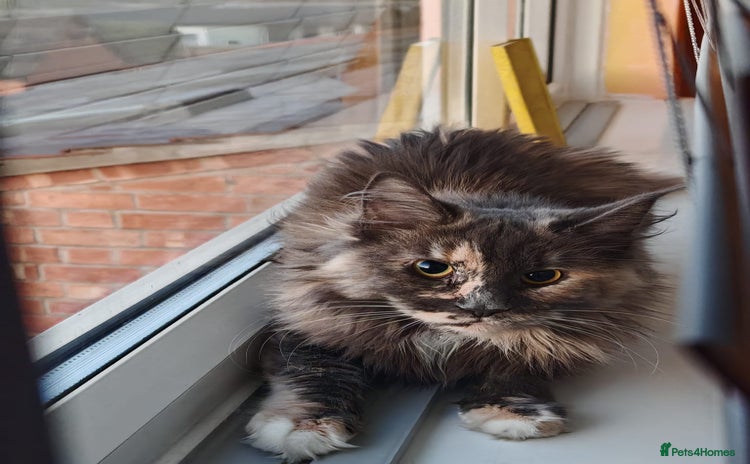 Maine Coon cats Mainecoon cat  - Advert 2