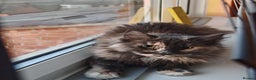 Maine Coon cats for sale: Mainecoon cat  - Advert 1