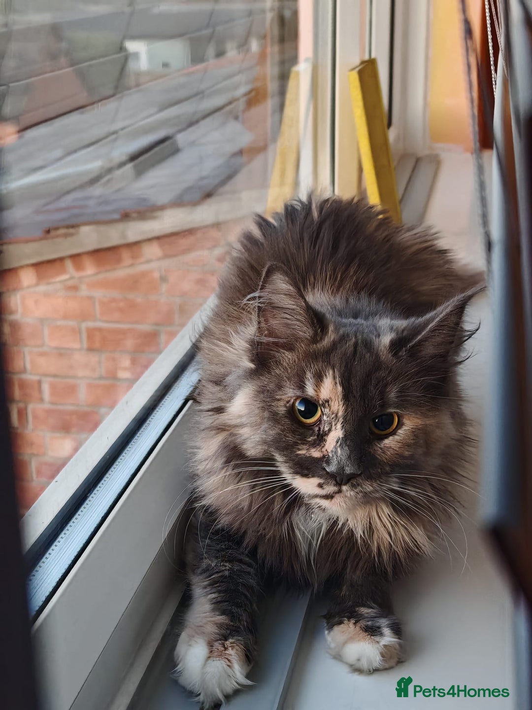 Maine Coon cats for sale: Mainecoon cat  - Advert 1