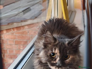 Maine Coon cats Mainecoon cat - Advert 3