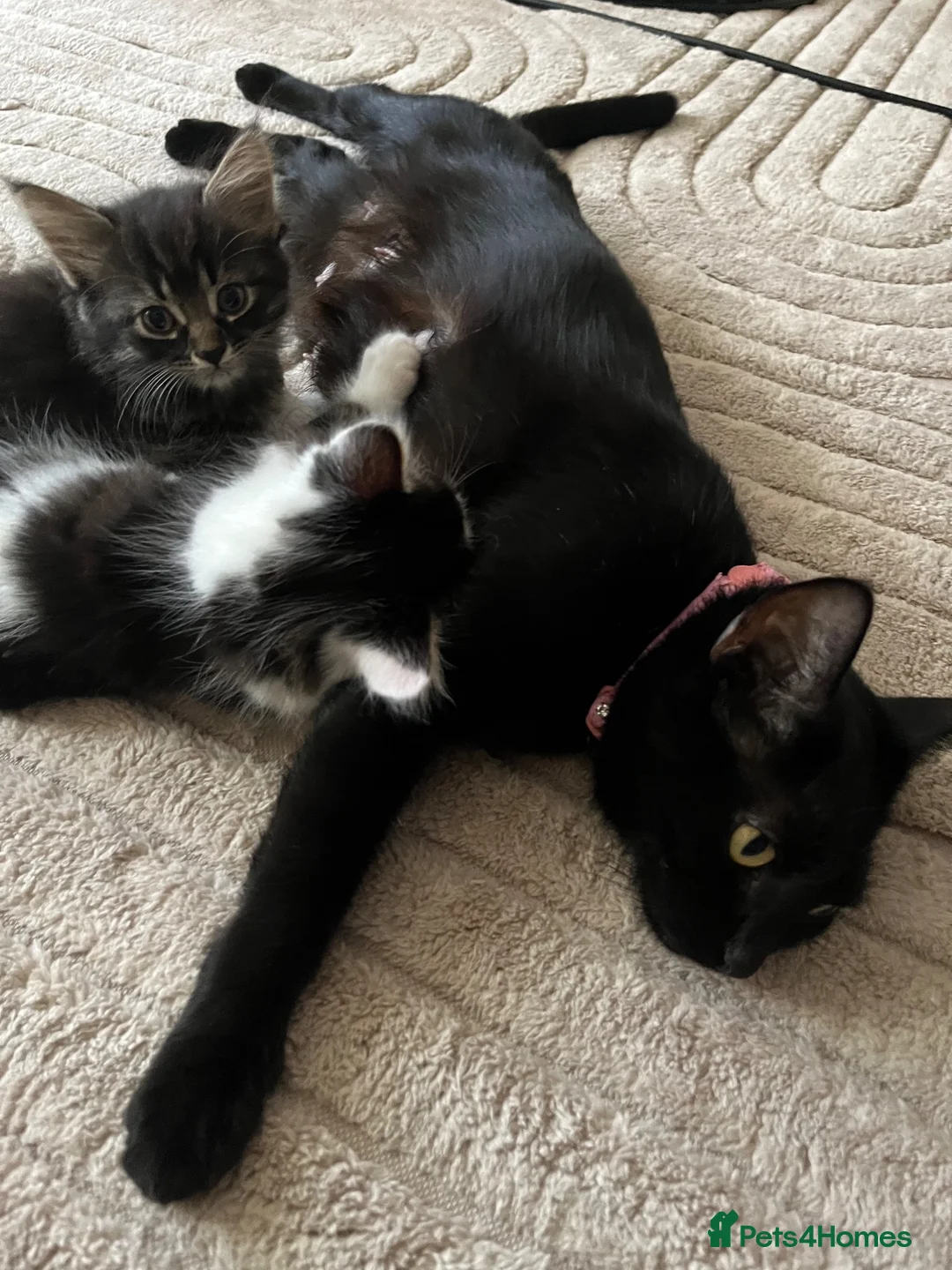 Mixed Breed cats for sale: Kitten for sale  - Advert 2
