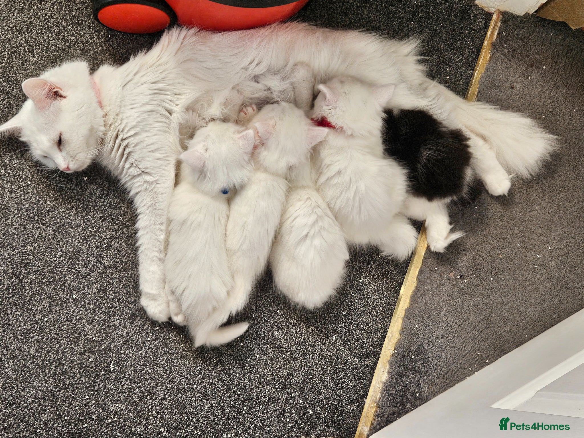 Mixed Breed cats Mixed breed Turkish Angora (mum) kittens  - Advert 2