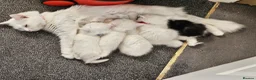 Mixed Breed cats for sale: Mixed breed Turkish Angora (mum) kittens  - Advert 1
