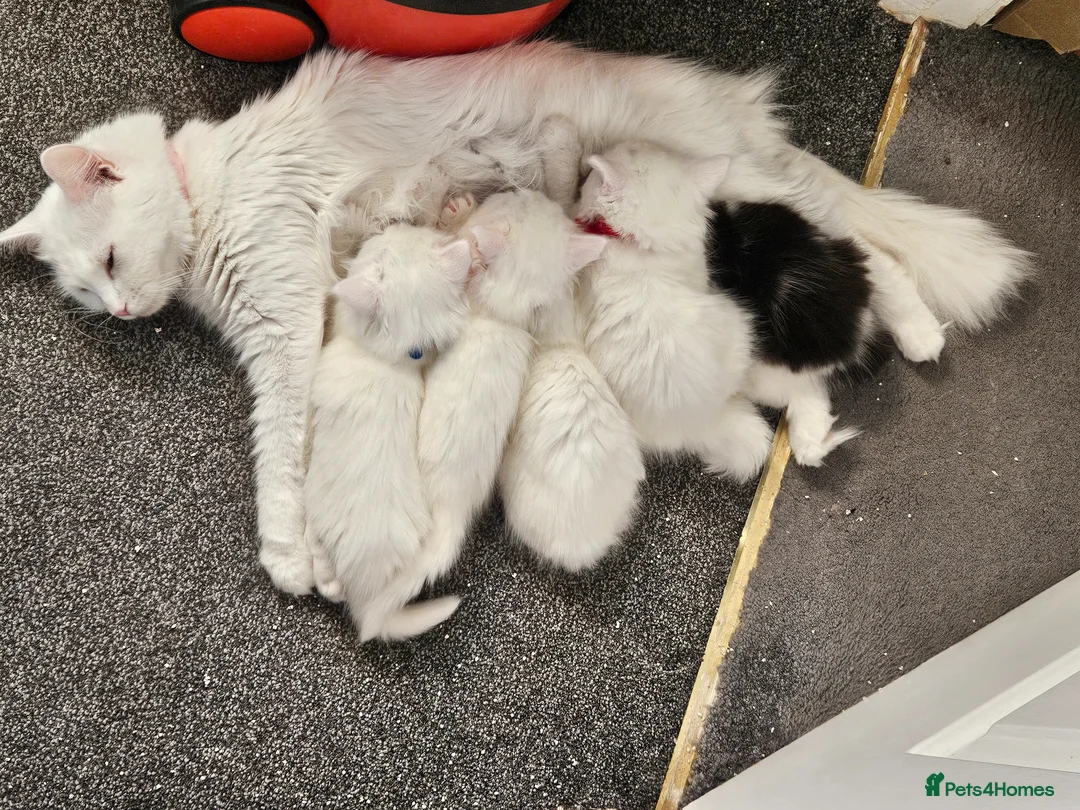 Mixed Breed cats for sale: Mixed breed Turkish Angora (mum) kittens  - Advert 1