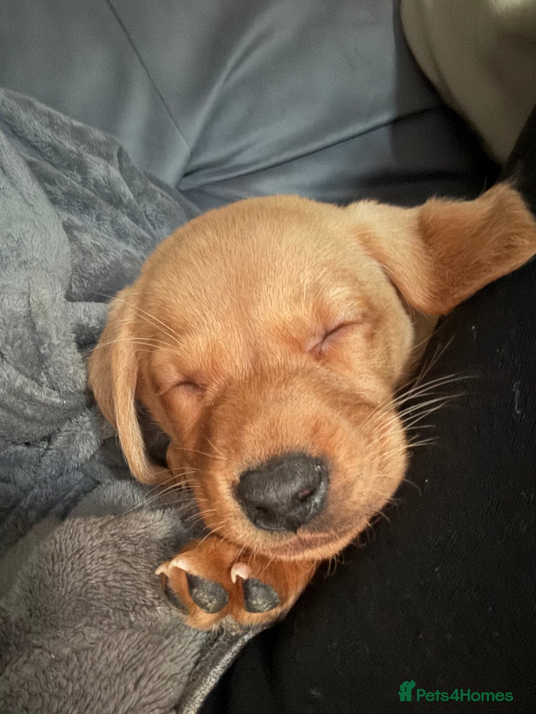 Labrador Retriever dogs for sale: 1 boy left! Fox red KC rEG Labradors working line  - Advert 6