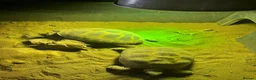 Tortoise reptiles for sale: Horsefield tortoises  in Stoke-on-Trent - Advert 8