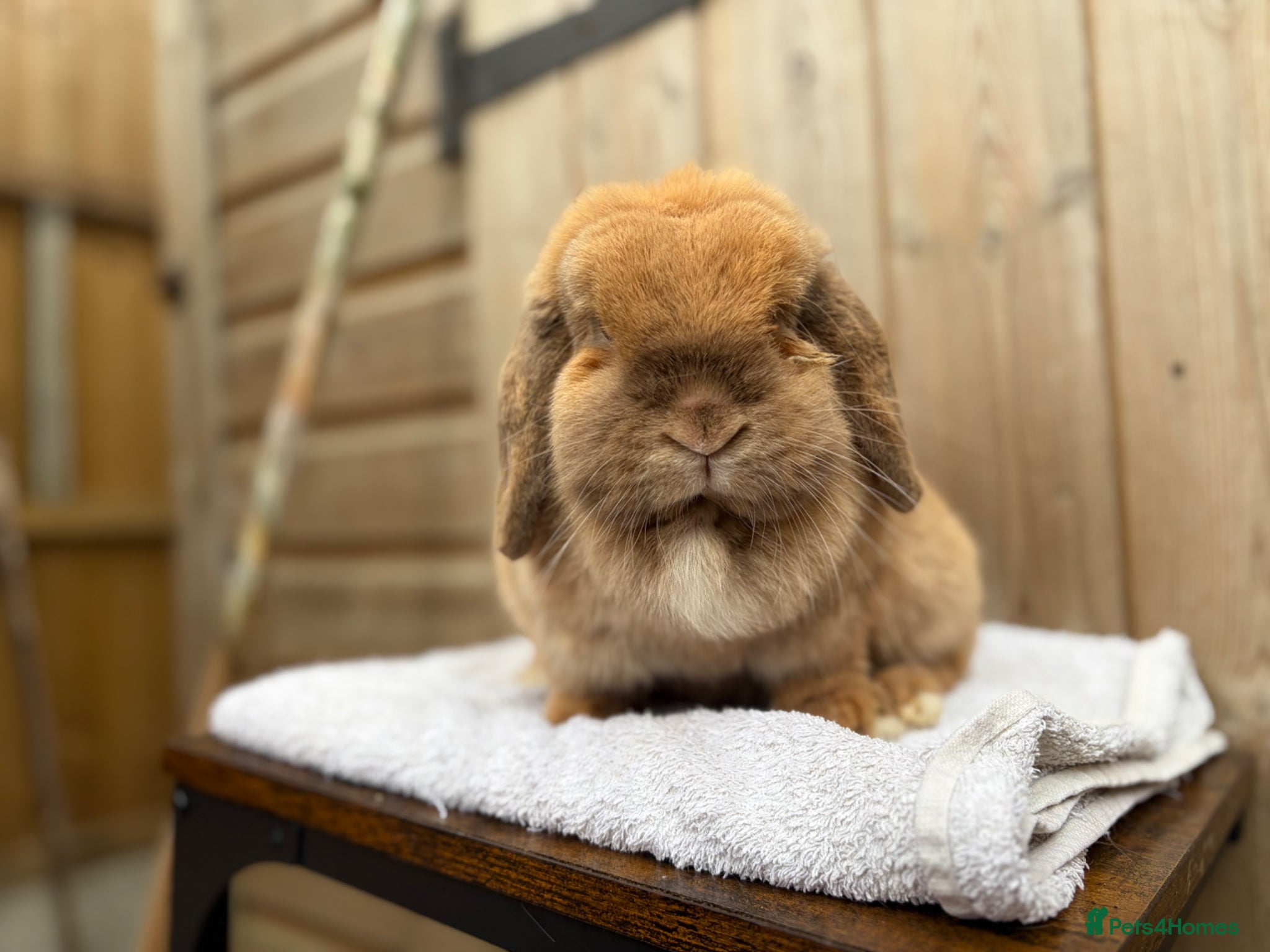 Mini Lop rabbits Poppy, mini lop doe looking for her forever home  - Advert 2