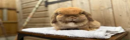 Mini Lop rabbits for sale: Poppy, mini lop doe looking for her forever home  - Advert 2