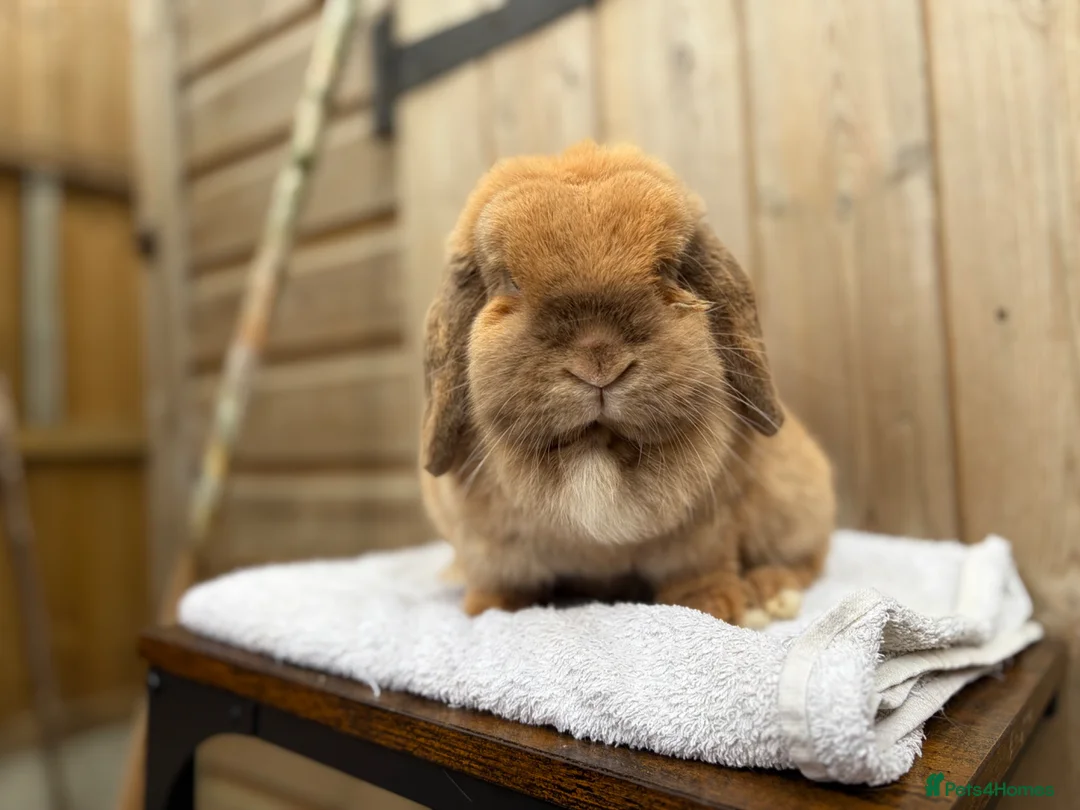 Mini Lop rabbits for sale: Poppy, mini lop doe looking for her forever home  - Advert 2