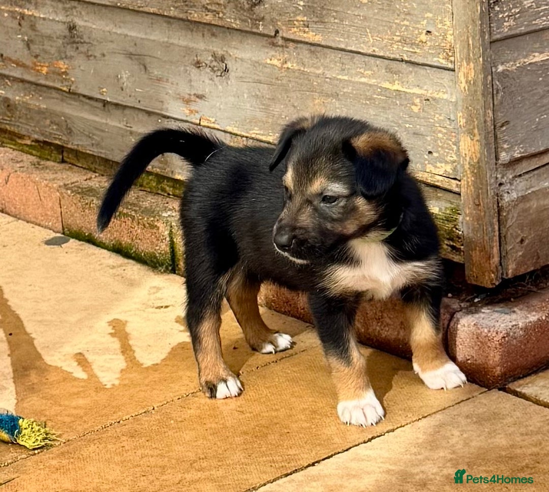 Mixed Breed dogs for sale: Sprollie x husky puppies  - Image 29