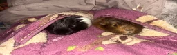 Guinea Pig rodents for sale: 2 GUINEA PIGS FOR SALE  in Maybole - Advert 1