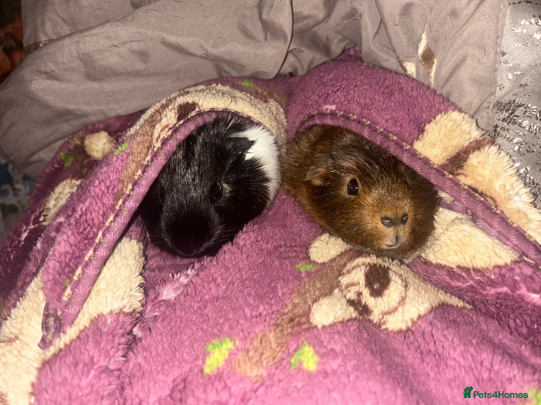 Guinea Pig rodents for sale: 2 GUINEA PIGS FOR SALE  in Maybole - Advert 1