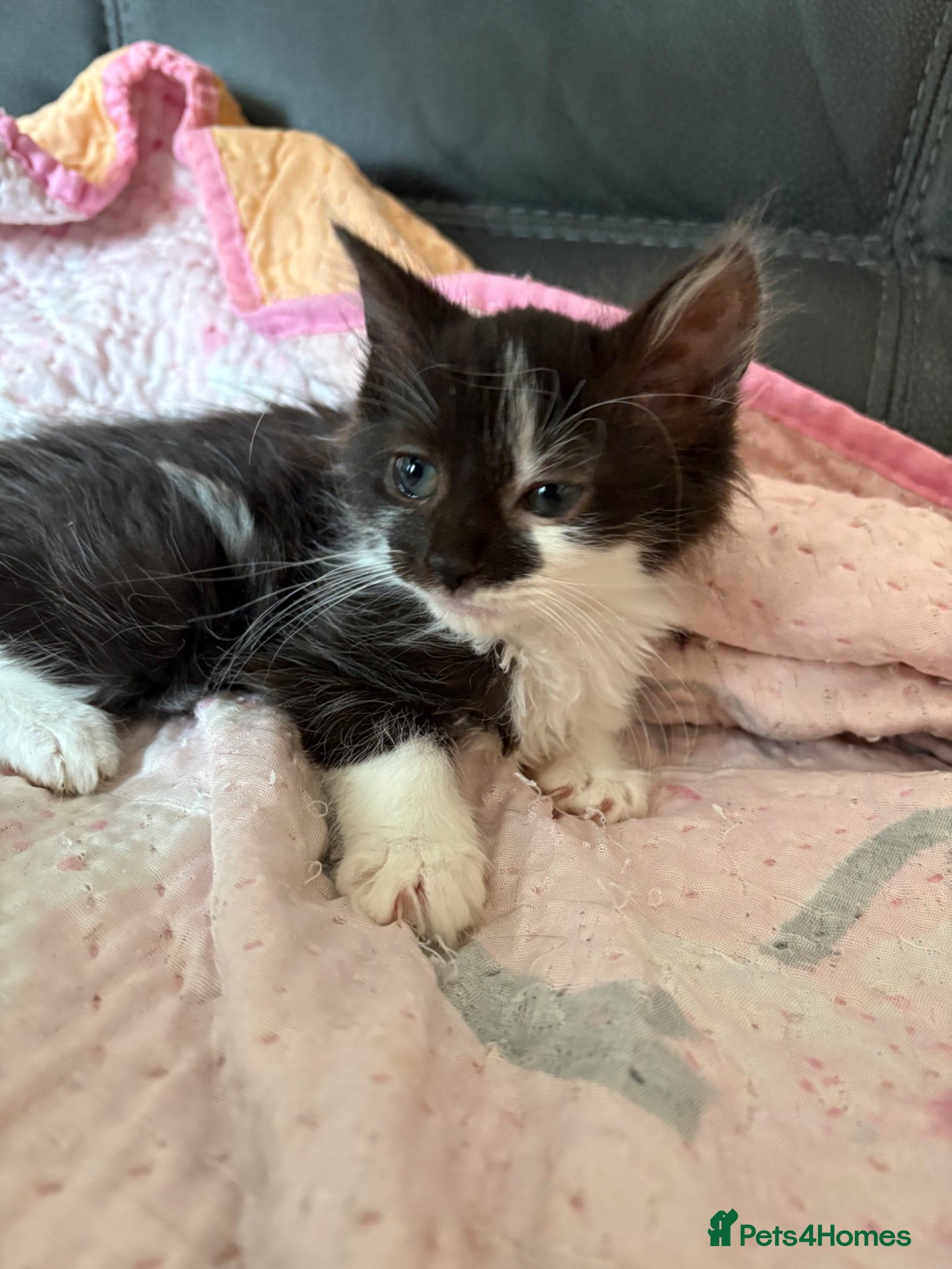 Mixed Breed cats 4 male kittens for sale - Advert 5