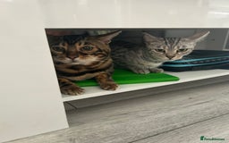 Bengal cats for sale: 🐾 Kittens Looking for a Loving Home! 🐾 - Image 24