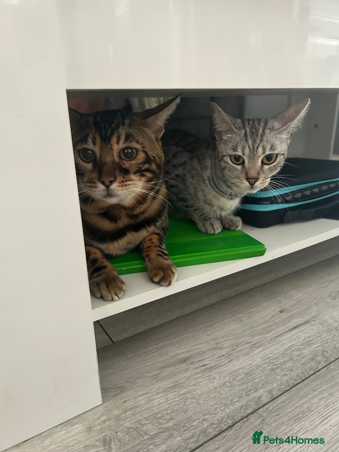 Bengal cats for sale: 🐾 Kittens Looking for a Loving Home! 🐾 - Image 24