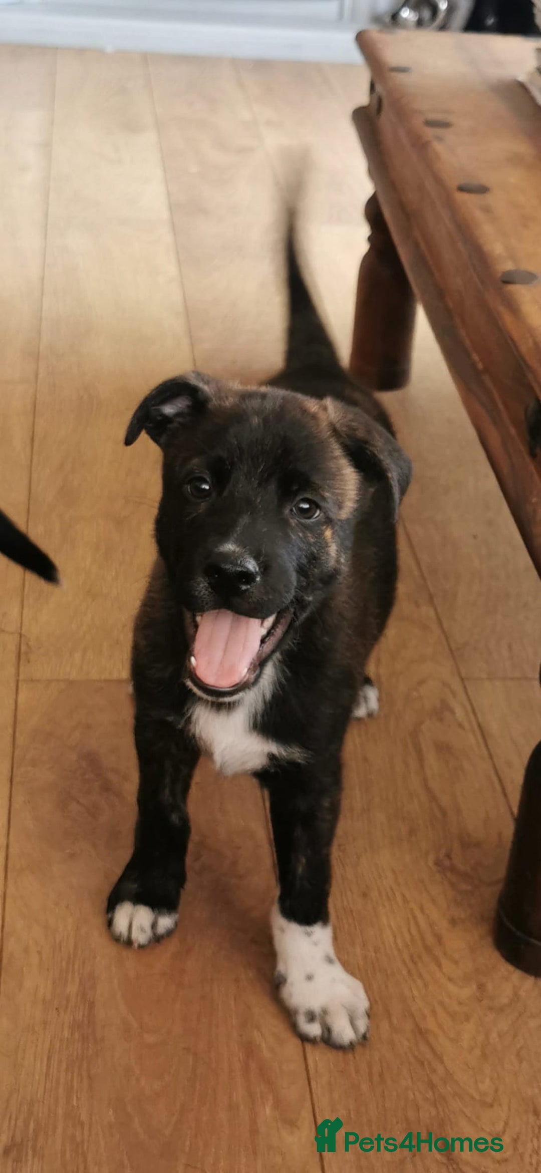 Mixed Breed dogs for sale: Staffordshire bull terrier cross German Shepherd - Image 4