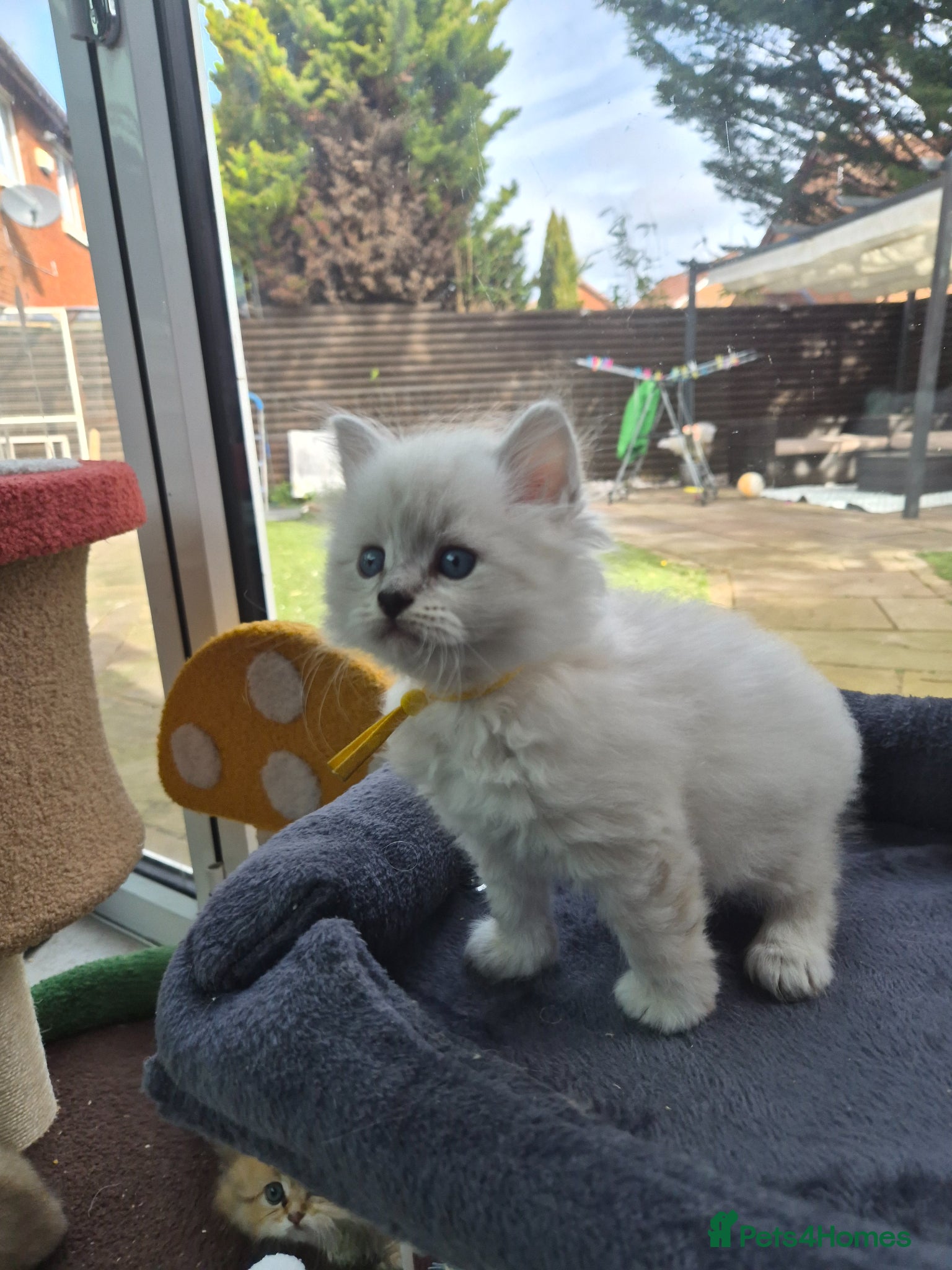 Siberian cats 1 Stunning Siberian boy ( registered) - Advert 10