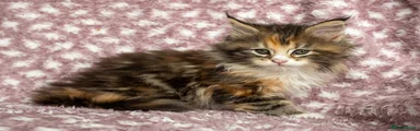 Tortie Girl