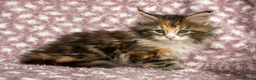 Maine Coon cats for sale: Beautiful Maine Coon Kittens - Advert 13