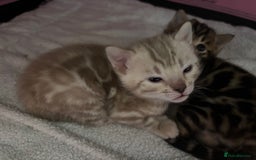 Bengal cats for sale: Beautiful pedigree bengal kittens  - Image 4