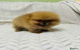 Pomeranian dogs for sale: Fabulous Pomeranian Girl Puppies  - Image 11