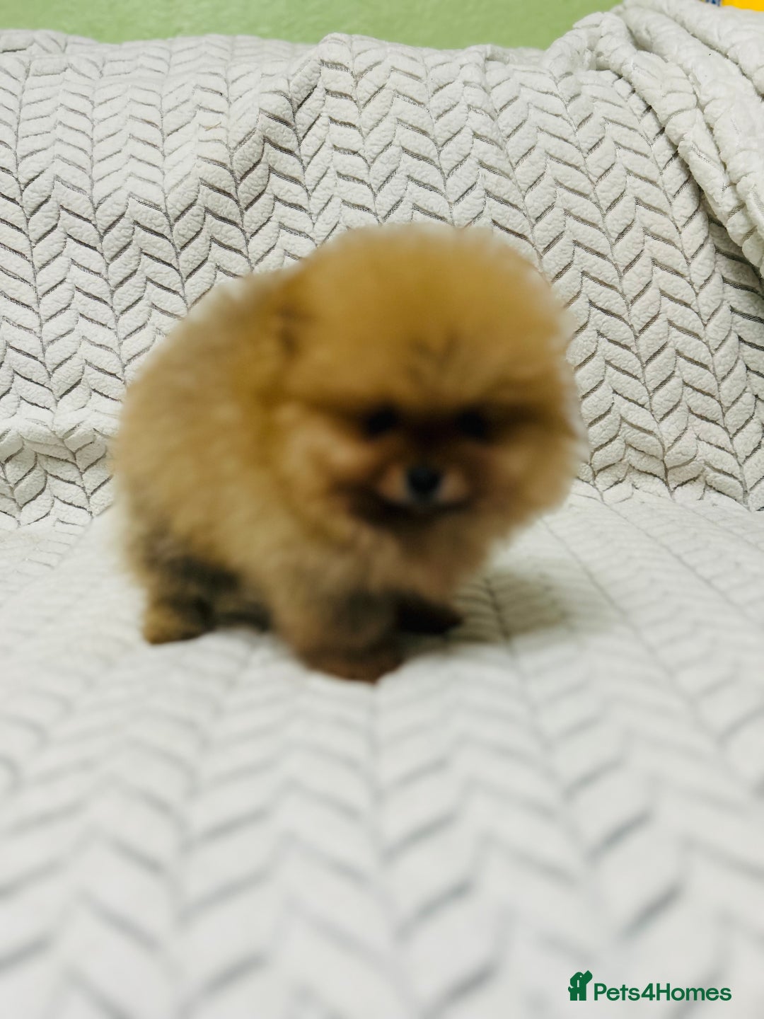Pomeranian dogs for sale: Fabulous Pomeranian Girl Puppies  - Image 11