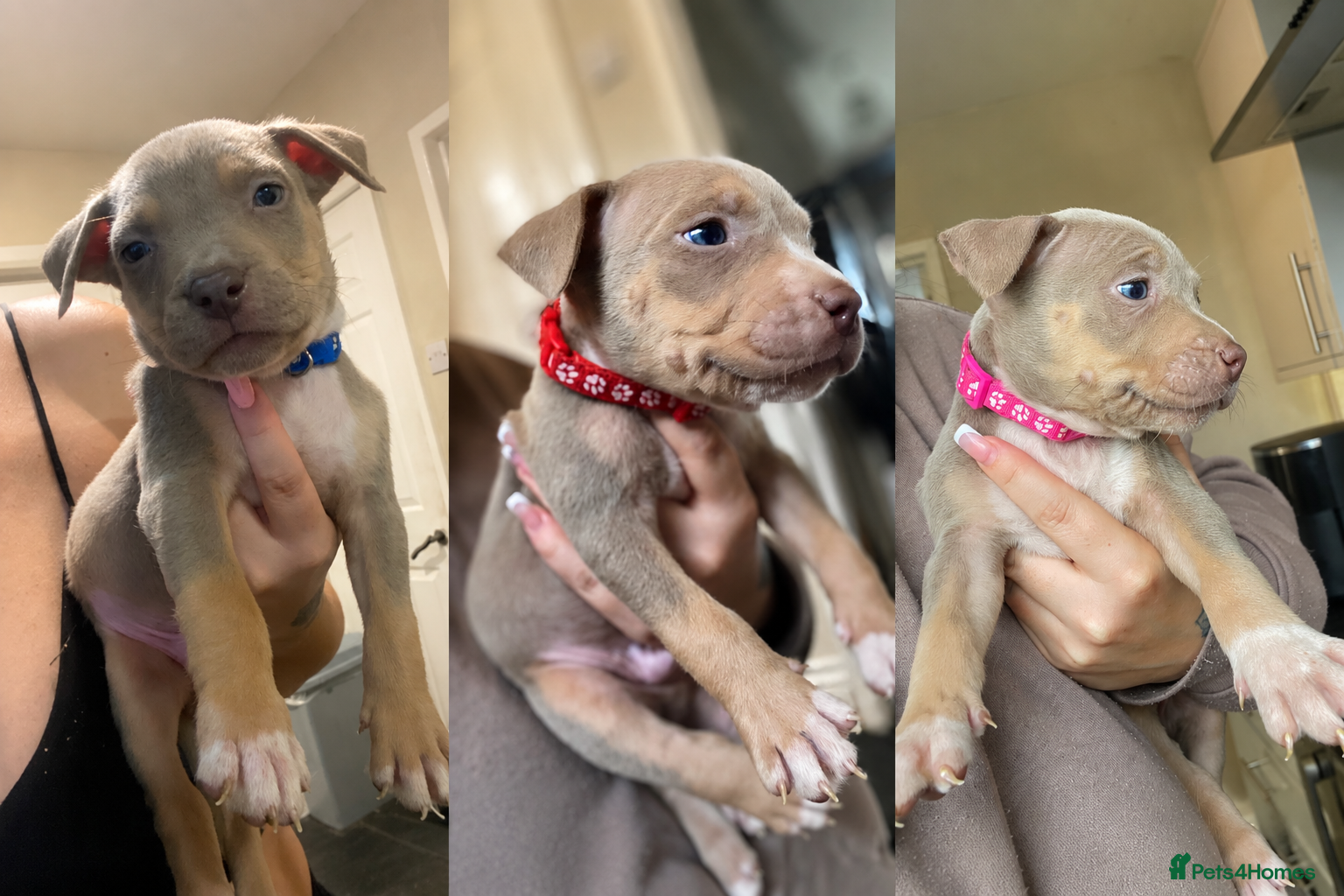 American Bully dogs STUNNING BULLY PUPS  - Advert 12