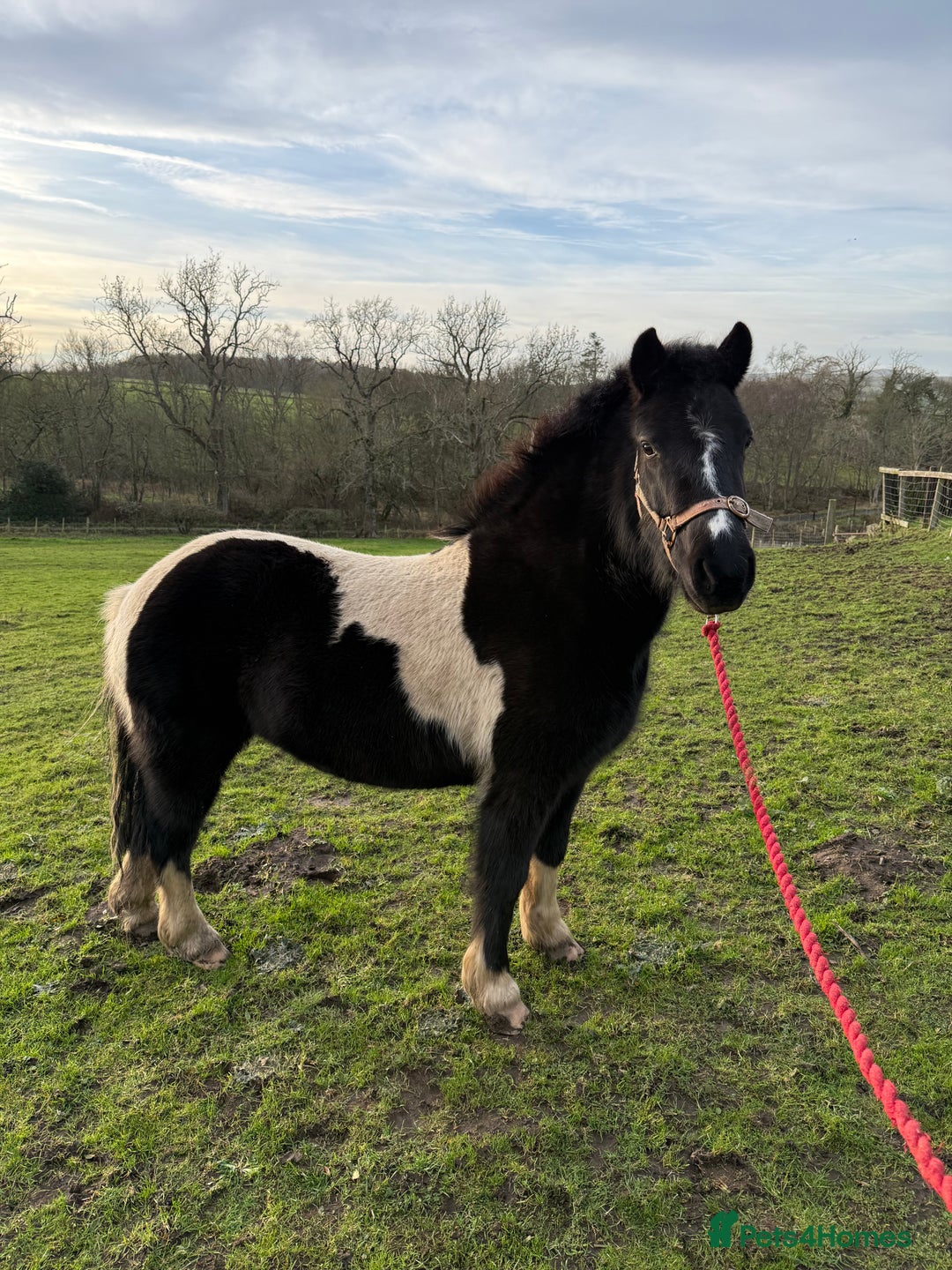 Other Breed horses for sale: Bramble – Sweet, Unbroken 12.1 Pony.  - Advert 2