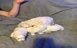 Maltese dogs for sale: Beautiful Maltese puppies for sale - Advert 13